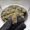 Buy Amnesia weed with dense resin-rich buds, citrus aroma, and premium cannabis quality