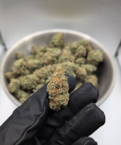 Buy Amnesia weed with dense resin-rich buds, citrus aroma, and premium cannabis quality
