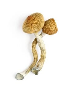 buy psilocybe cubensis mushroom​