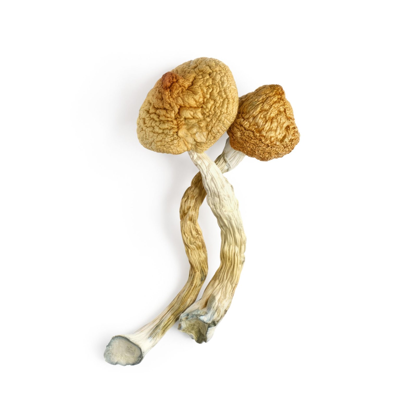 buy psilocybe cubensis mushroom